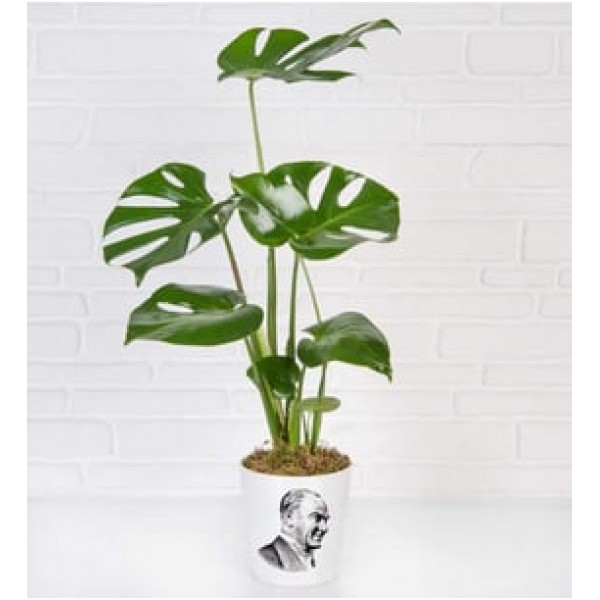 Atatürk Temalı Monstera Bitkisi